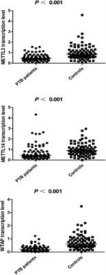 Roles of the m6A methyltransferases METTL3, METTL14, and WTAP in pulmonary tuberculosis